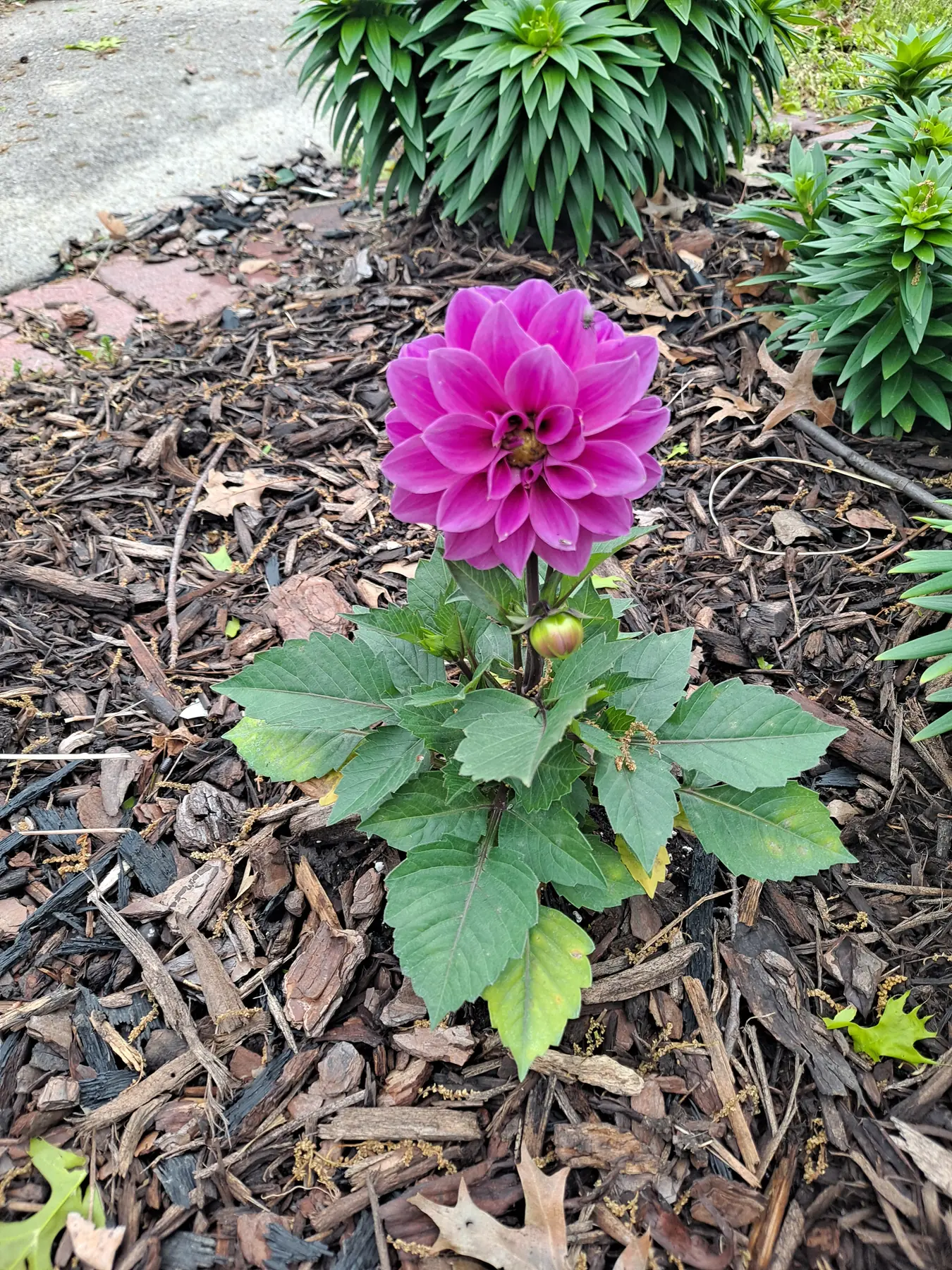 Bright pink dahlia blooming in a mulched garden bed