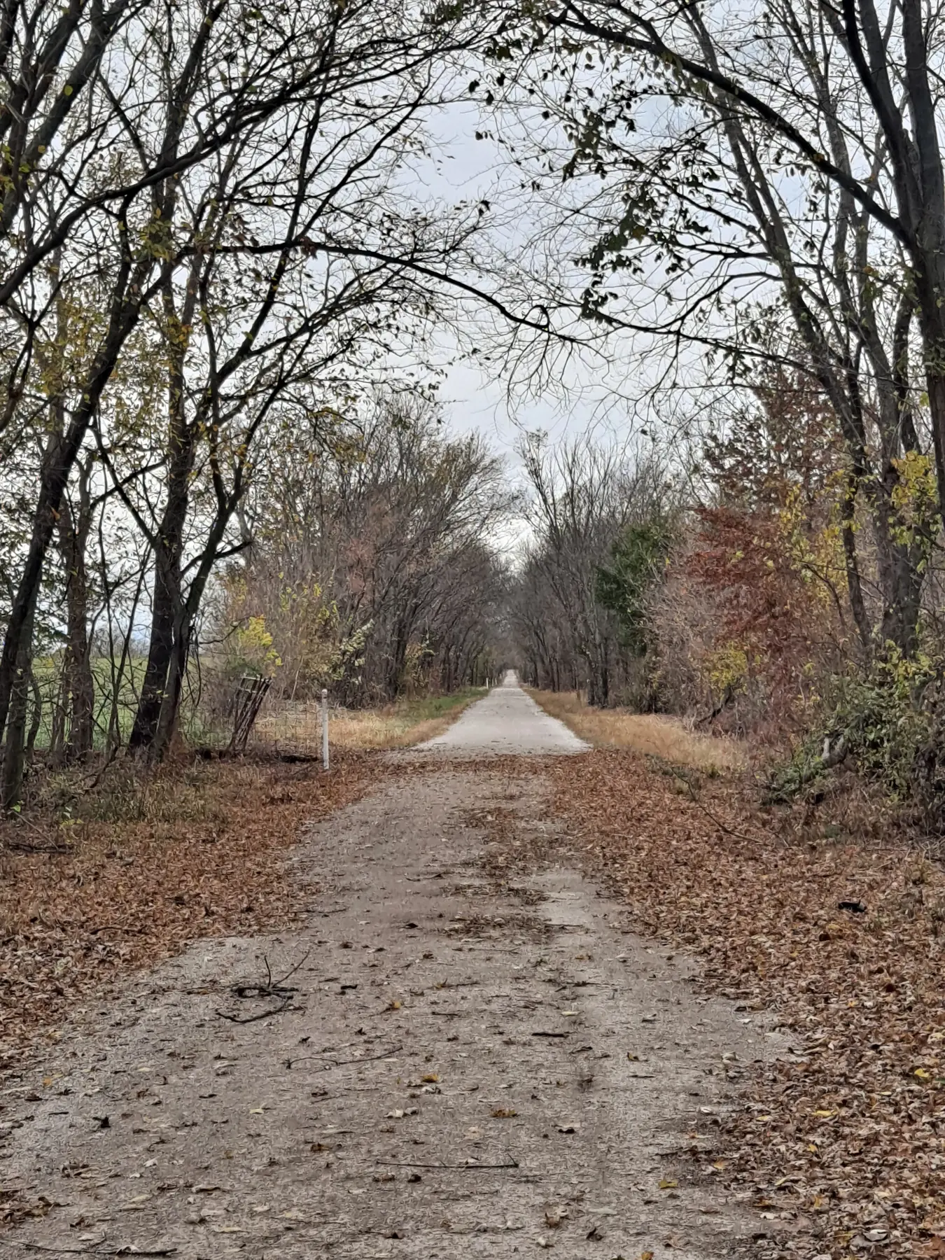 Leaf-covered lane winding through bare late-autumn trees